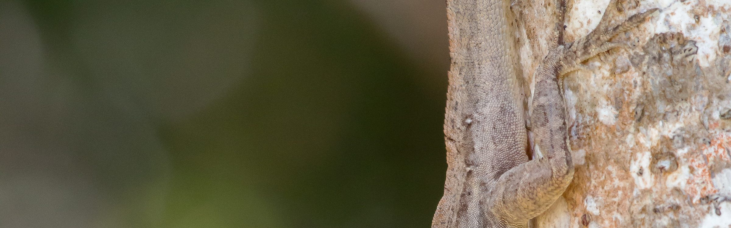 A brown anole on a tree trunk