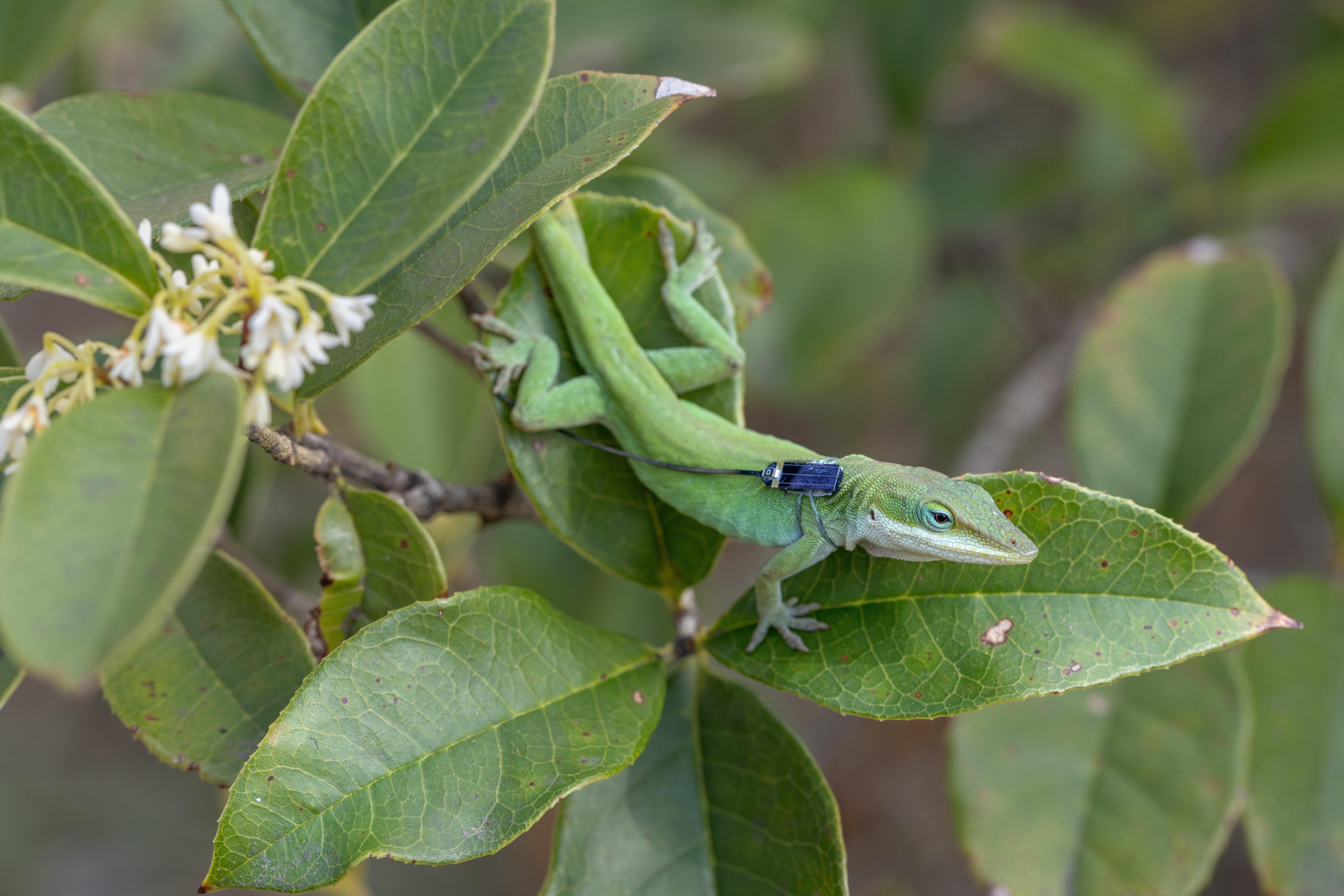 A green anole with a wearable sensor