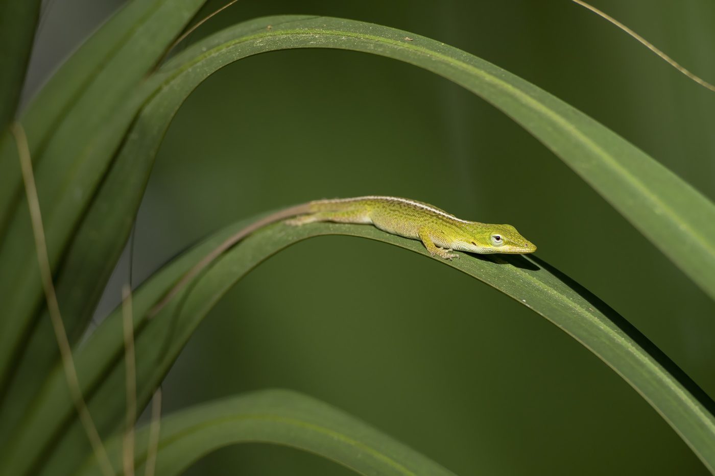 A green anole on a blade of grass