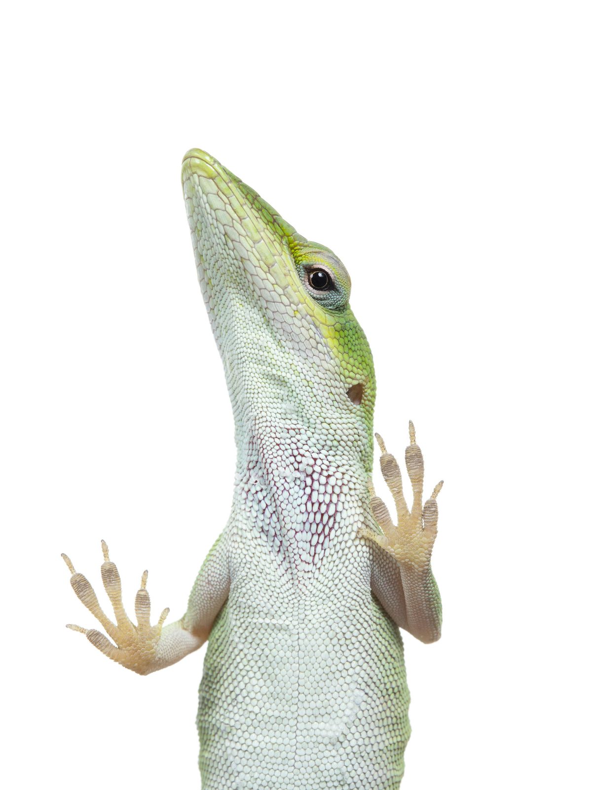 A green anole, close up
