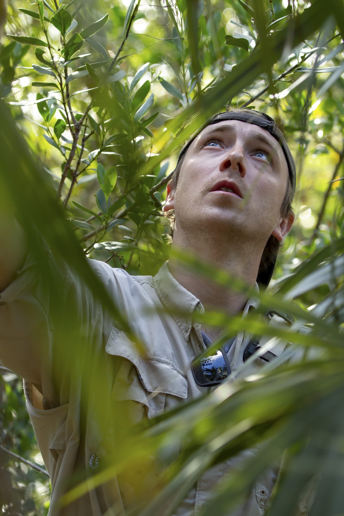 Fieldwork looking up into the canopy