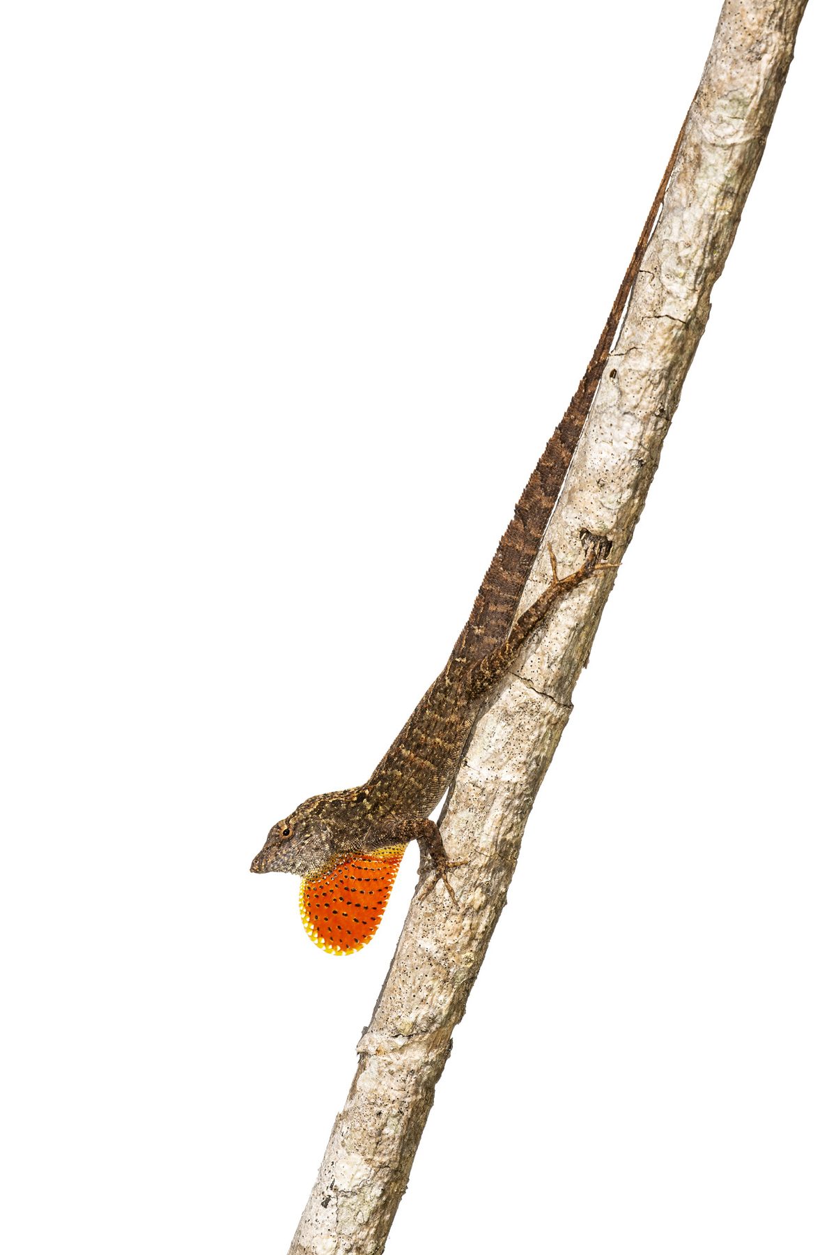 A brown anole displaying its dewlap