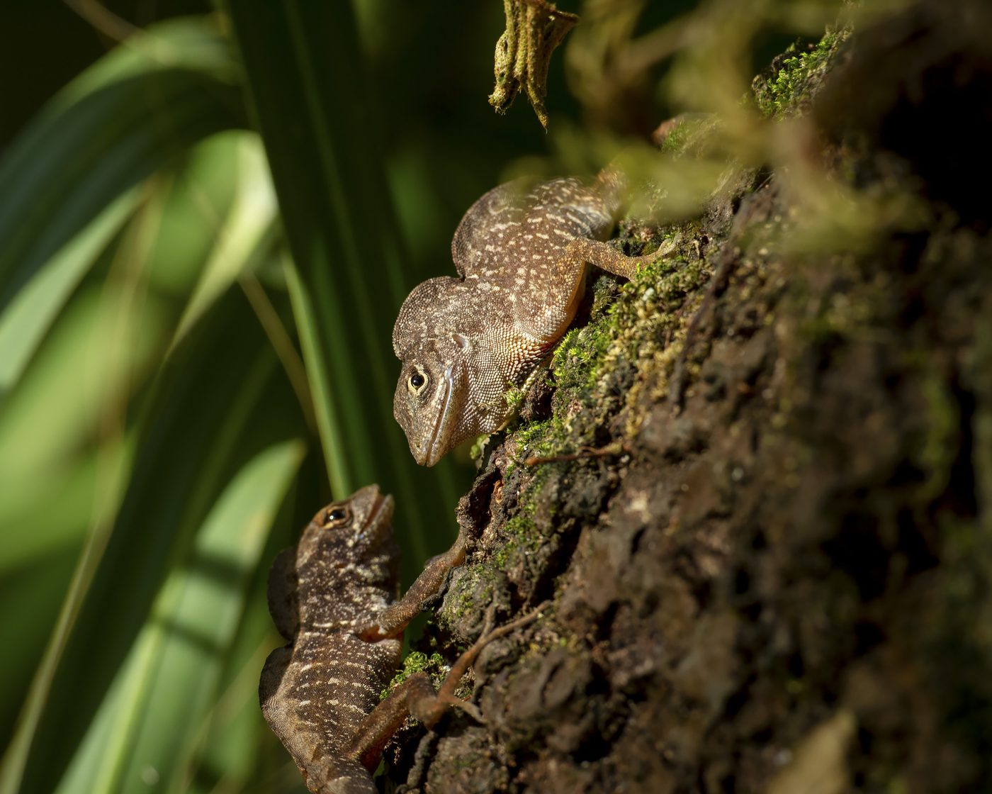 Two brown anoles on a mossy tree trunk