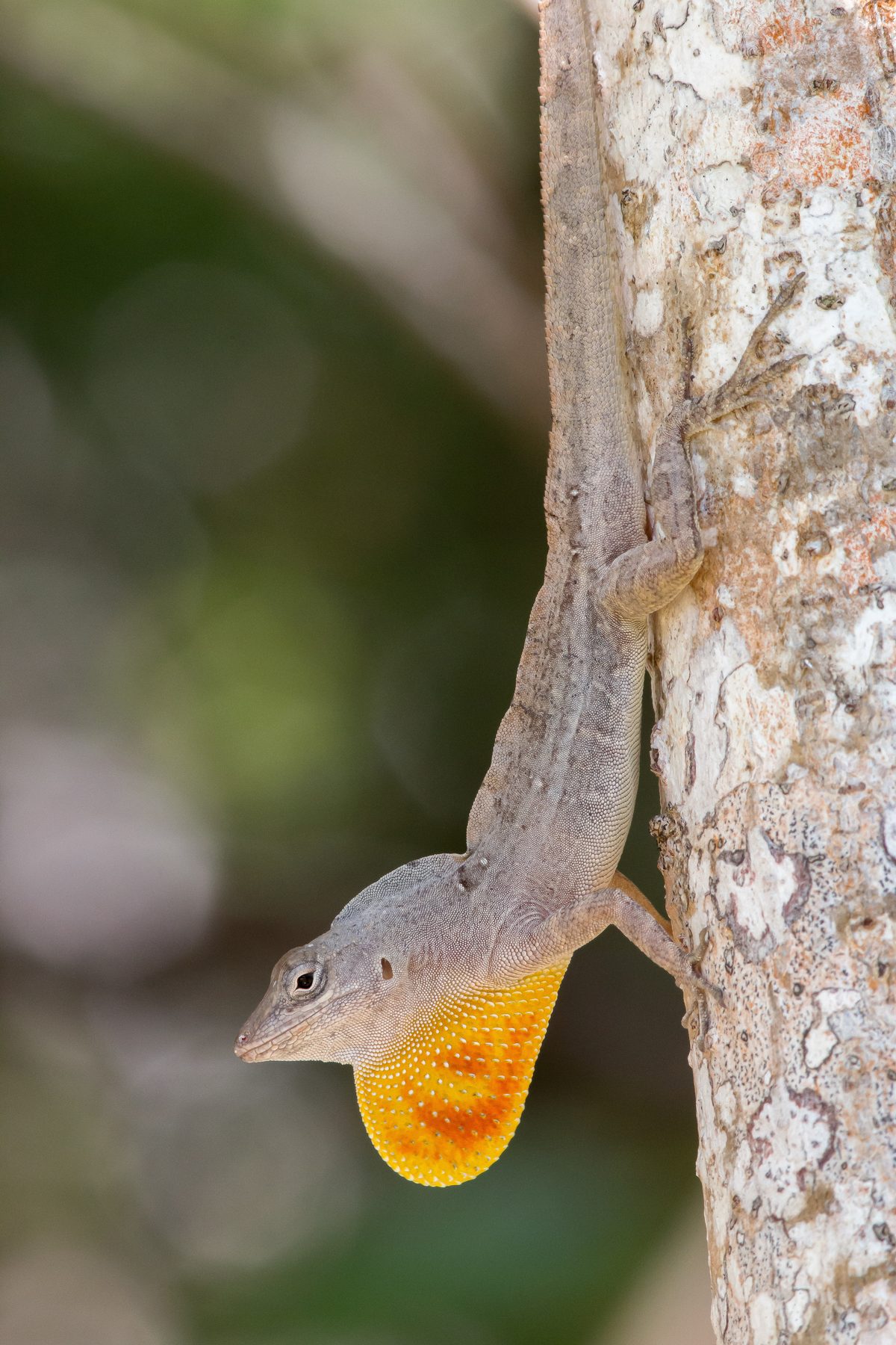 A brown anole on a tree trunk