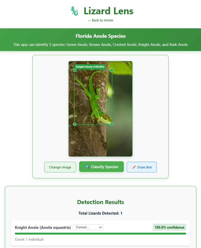 Screenshot of LizardLens identifying a Cuban knight anole